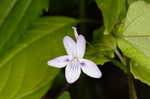 Longspur violet